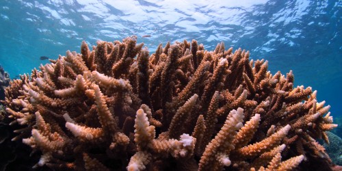 A colony of hard corals